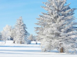 Белоснежная елка в снегу